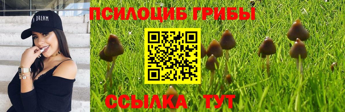 Галлюциногенные грибы Cubensis Бийск